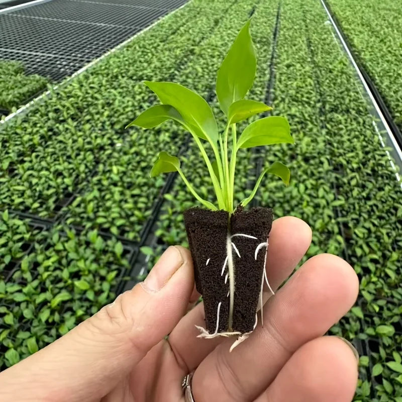 Hydroponic Rapid Grow Rooting Seed Starter Sponges for Orchid Stem-Cutting Plants, Seed Plugs for 105 & 128 Holo Nursery Trays