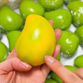 Crispy Soft Temperature Changing Mango Handmade Ball decompression Squeeze Toy Squishy  ASMR Decompression Relaxation Toy Gift