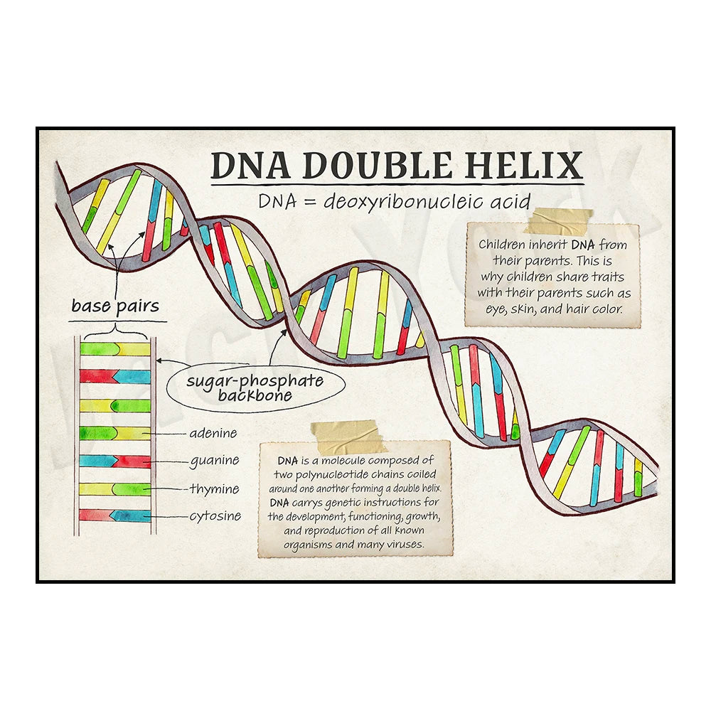 DNA cell function, aerobic respiration cells, mitosis phase cells, animals, plants, cell cell structure classroom poster printin