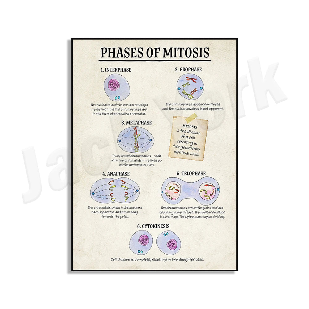 DNA cell function, aerobic respiration cells, mitosis phase cells, animals, plants, cell cell structure classroom poster printin