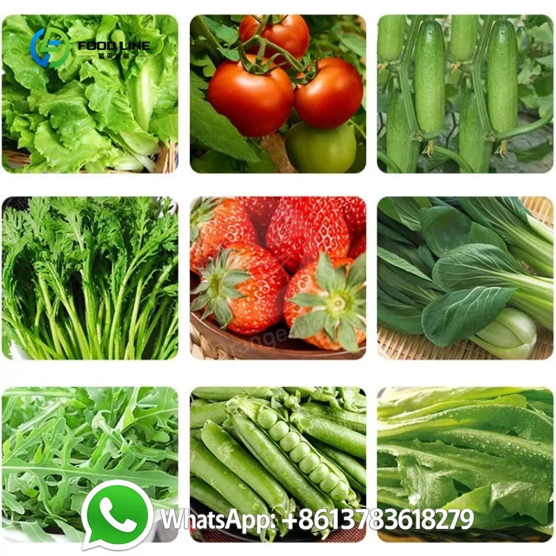 Customized Large Lettuce Grow Hydroponic System Shipping Container Farm Vertical Indoor Agriculture Climate Controlled