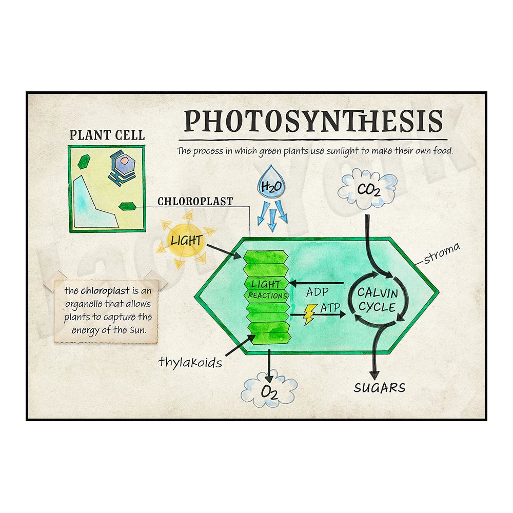 DNA cell function, aerobic respiration cells, mitosis phase cells, animals, plants, cell cell structure classroom poster printin