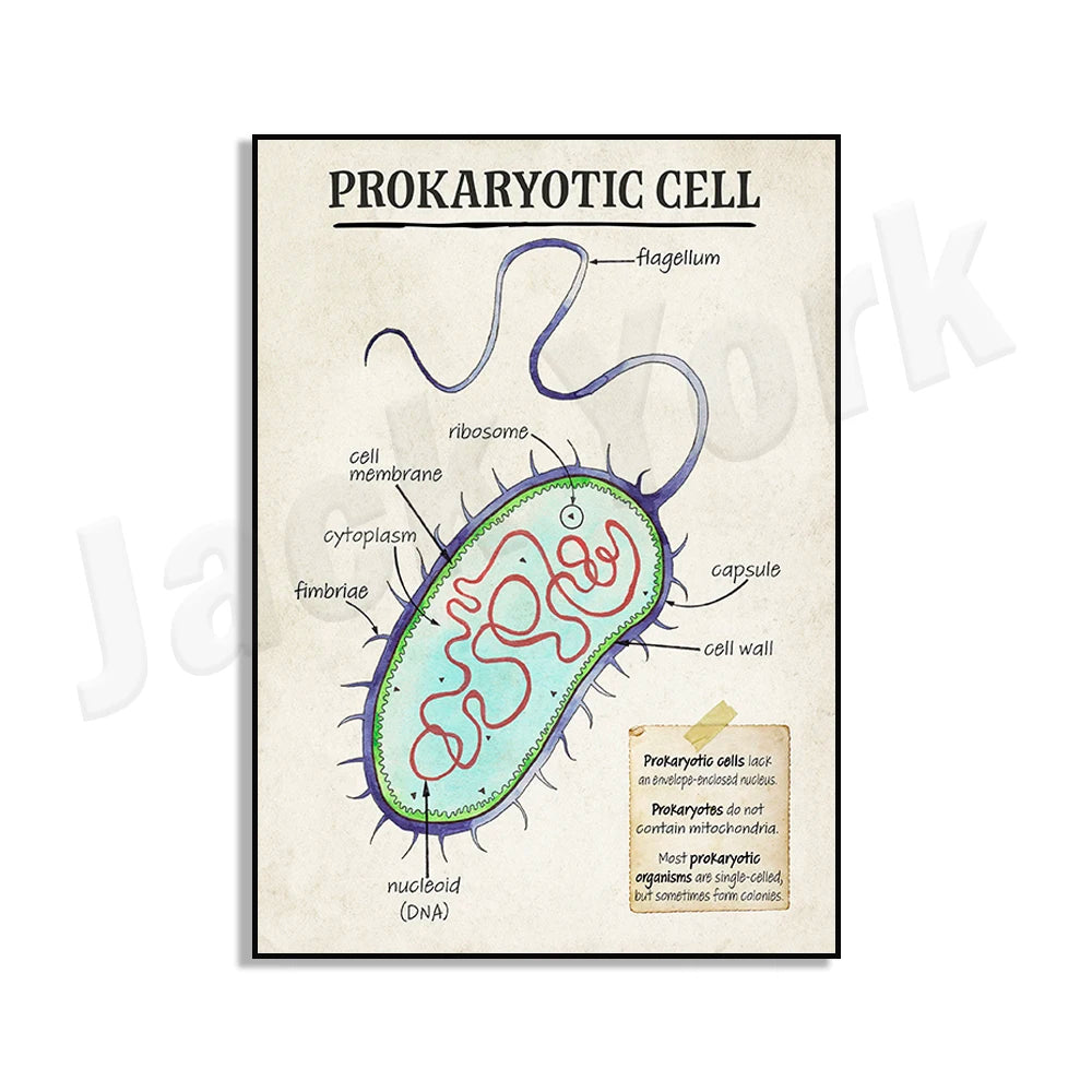 DNA cell function, aerobic respiration cells, mitosis phase cells, animals, plants, cell cell structure classroom poster printin