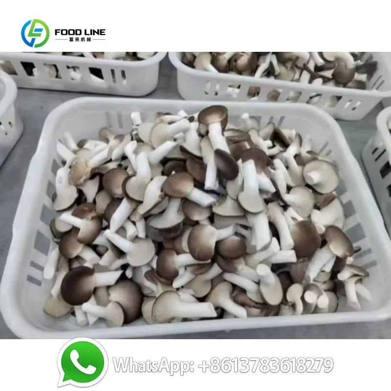 Customized 40ft Steel Smart Mushroom Farm Motor Driven Automated Climate Control High Yield Bag Cultivation Indoor Agriculture