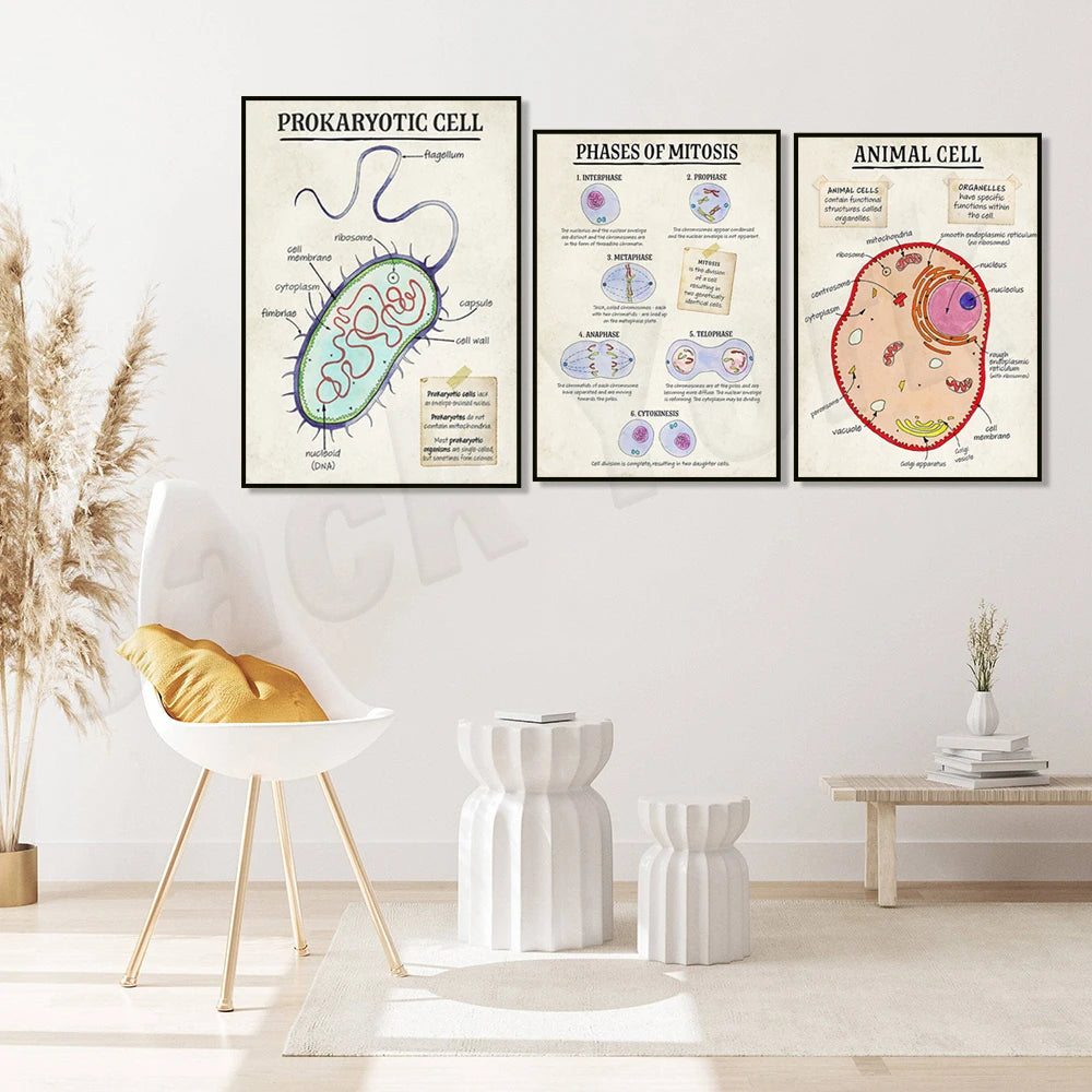 DNA cell function, aerobic respiration cells, mitosis phase cells, animals, plants, cell cell structure classroom poster printin