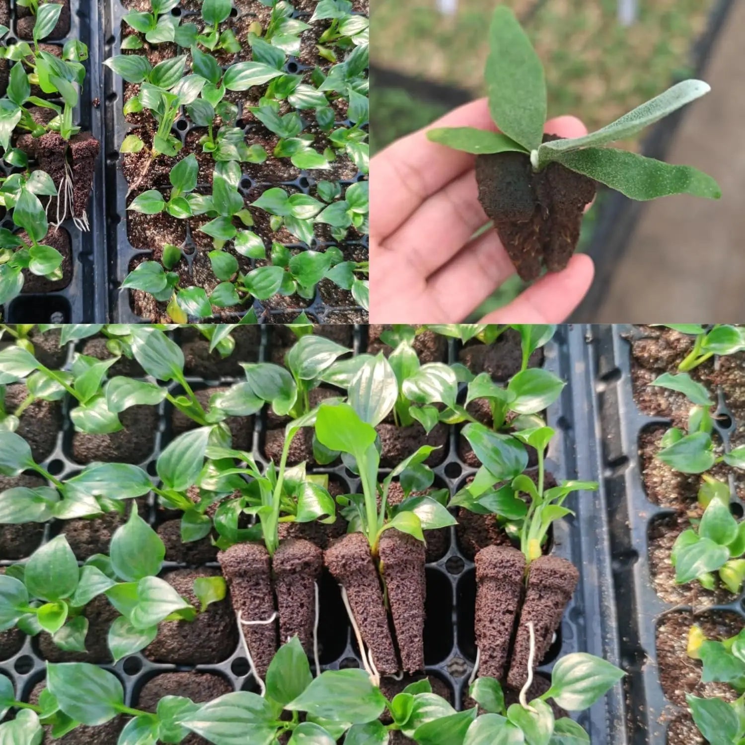 Hydroponic Rapid Grow Rooting Seed Starter Sponges for Orchid Stem-Cutting Plants, Seed Plugs for 105 & 128 Holo Nursery Trays