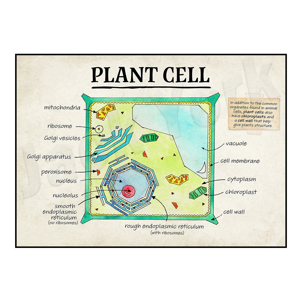 DNA cell function, aerobic respiration cells, mitosis phase cells, animals, plants, cell cell structure classroom poster printin
