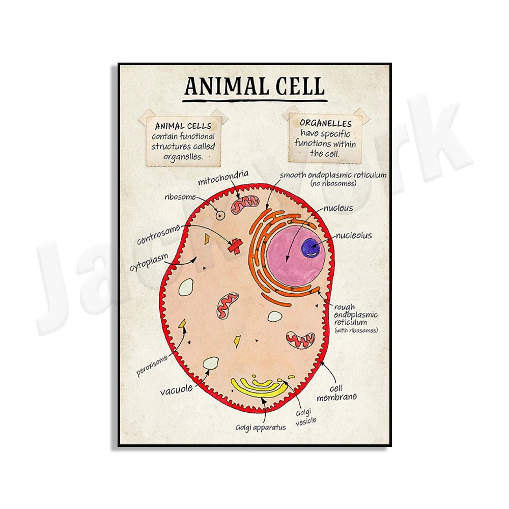 DNA cell function, aerobic respiration cells, mitosis phase cells, animals, plants, cell cell structure classroom poster printin
