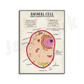 DNA cell function, aerobic respiration cells, mitosis phase cells, animals, plants, cell cell structure classroom poster printin