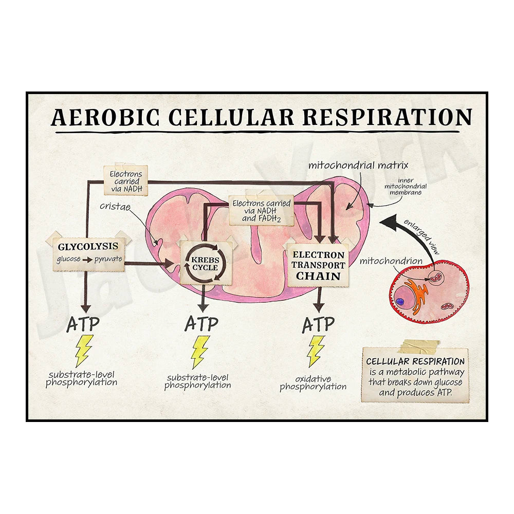 DNA cell function, aerobic respiration cells, mitosis phase cells, animals, plants, cell cell structure classroom poster printin
