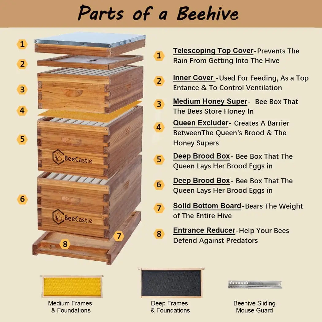 8 Frame Langstroth Bee Hive Coated with Beeswax Includes Beehive Frames and Waxed Foundations (2 Deep Boxes & 1 Medium Box)