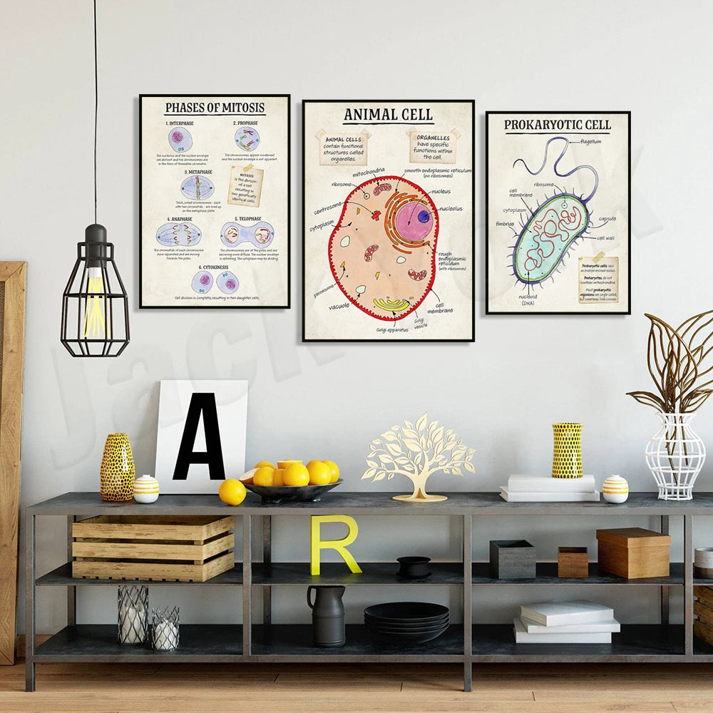 DNA cell function, aerobic respiration cells, mitosis phase cells, animals, plants, cell cell structure classroom poster printin